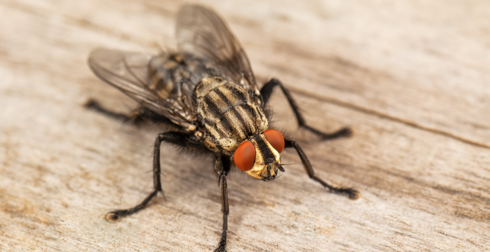 תושבים מדווחים על ריבוי זבובים – ומבקשים פתרון עירוני